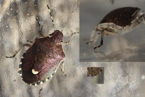 Réf. 270 434 : Holcostethus sphacelatus